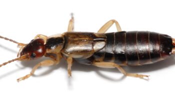 How to Get Rid of Earwigs: Effective Methods and Prevention Tips