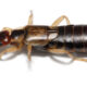 How to Get Rid of Earwigs: Effective Methods and Prevention Tips