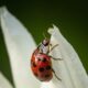 Effective and Safe Methods to Get Rid of Asian Lady Beetles.