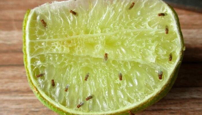 Effective Methods to Eliminate Fruit Flies from Your Home