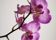 Orchids: The Jewels of the Indoor Plant World