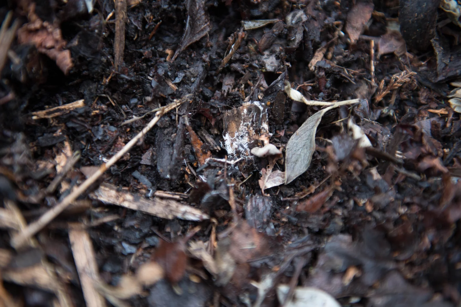 The Ultimate Guide to Starting Composting