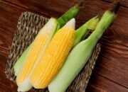 How Long Does It Take to Boil Corn?