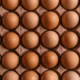 incubation period for chicken eggs