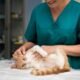 Considering Neutering Your Cat