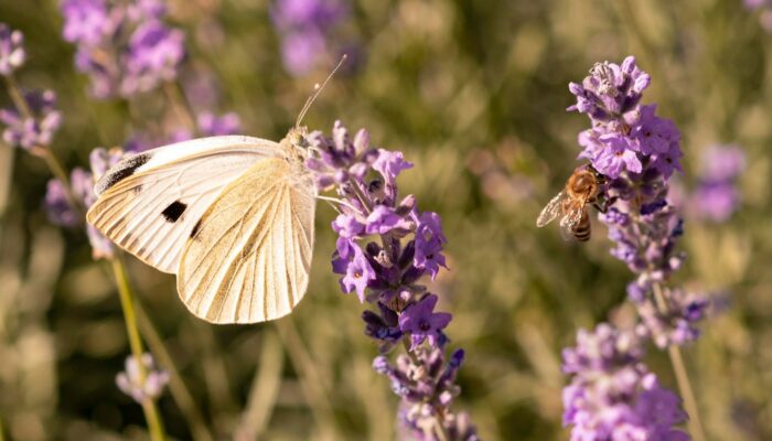 Secret Garden: Attract Bees & Butterflies with These Plants