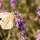 Secret Garden: Attract Bees & Butterflies with These Plants