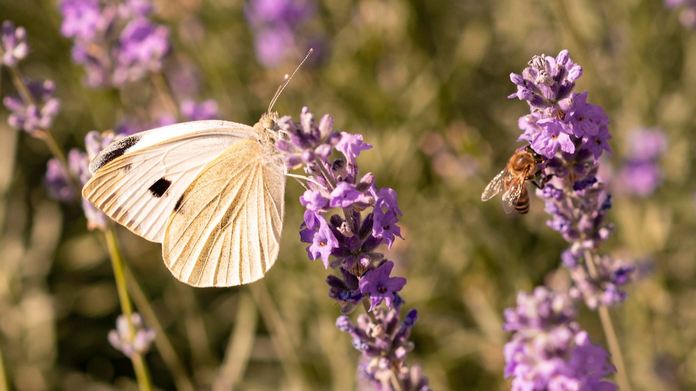 Secret Garden: Attract Bees & Butterflies with These Plants